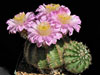 Echinocereus pulchellus