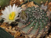 Echinocereus pulchellus