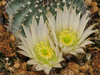 Echinocereus pulchellus