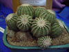 Echinocereus pulchellus