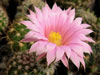 Echinocereus pulchellus