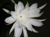 Epiphyllum pumilum