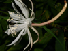 Epiphyllum pumilum