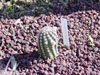 Echinocereus reichenbachii