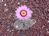 Echinocereus reichenbachii