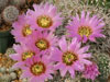 Echinocereus reichenbachii