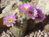 Echinocereus reichenbachii