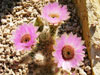 Echinocereus reichenbachii