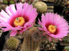 Echinocereus reichenbachii