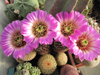 Echinocereus reichenbachii