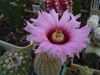 Echinocereus reichenbachii