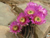 Echinocereus reichenbachii