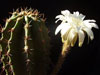 Echinopsis rhodotricha