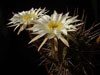 Echinopsis rhodotricha