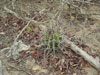 Echinopsis rhodotricha