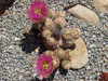 Echinocereus reichenbachii