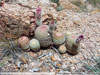 Echinocereus rigidissimus