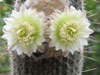 Espostoa ritteri