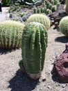 Echinopsis robinsoniana