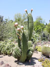 Echinopsis robinsoniana