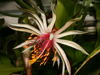 Epiphyllum rubrocoronatum