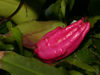 Epiphyllum rubrocoronatum