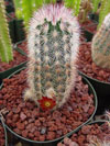 Echinocereus russanthus