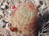 Echinocereus russanthus