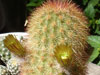 Echinocereus russanthus