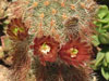 Echinocereus russanthus