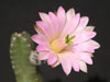 Echinocereus scheeri