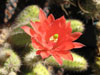 Echinocereus scheeri