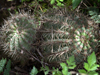 Echinopsis schickendantzii