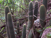 Echinopsis schickendantzii