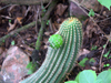 Echinopsis schickendantzii