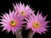 Echinocereus schmollii