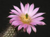 Echinocereus schmollii