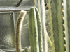 Echinopsis scopulicola