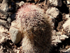 Echinocereus scopulorum