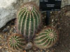 Echinopsis smrziana