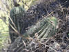 Echinopsis smrziana