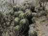 Echinopsis smrziana