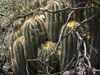 Echinopsis smrziana