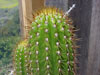 Echinopsis spachiana