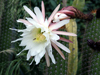 Echinopsis spachiana