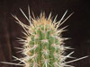 Echinopsis spinibarbis
