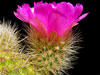 Echinocereus spinigemmatus