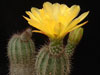 Echinocereus stoloniferus