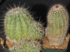 Echinocereus stoloniferus