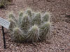 Echinocereus stramineus